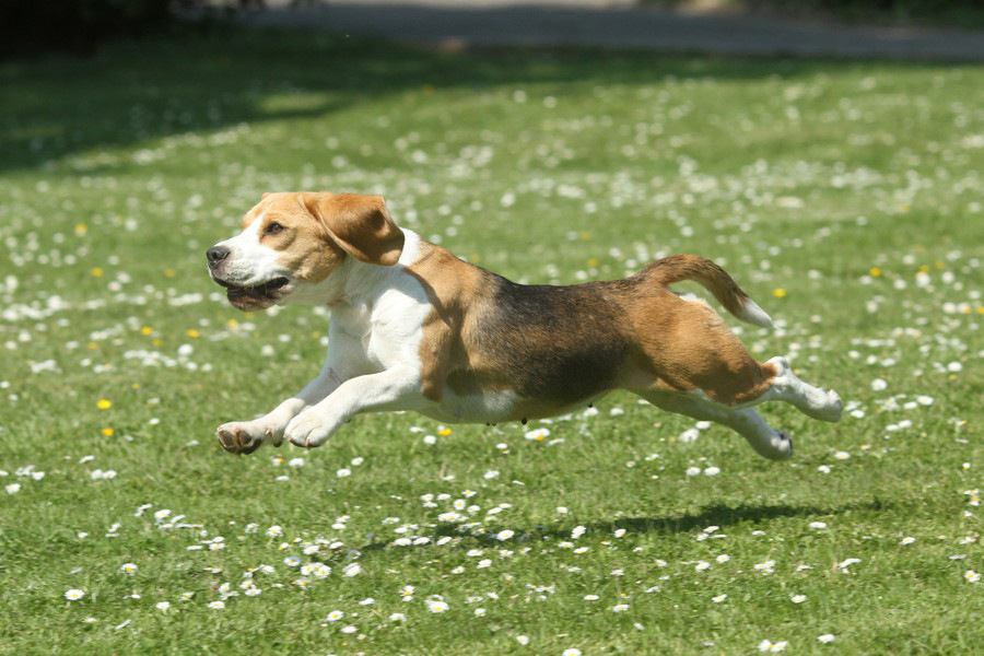 犬においでと呼んでも来ない理由とは？しつけ方法や病気について