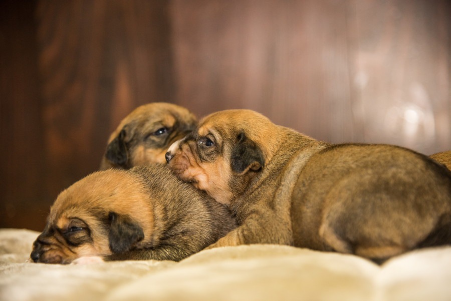 犬の交配（交尾）の正しい知識　発情周期や繁殖期の注意点