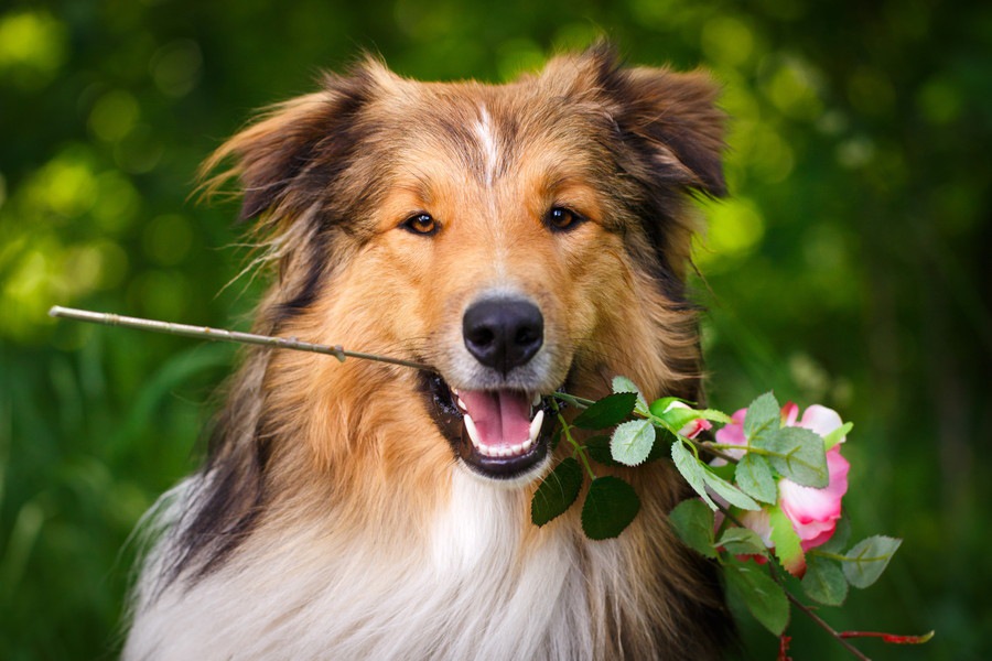 飼い主と愛犬のお散歩に関わる「ラッシー効果」とは？