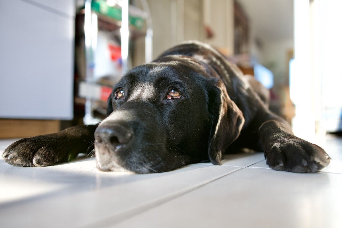犬が『自信をなくす』飼い主の絶対NG行為4選　心が折れてしまったワンコはどんな行動みせるの？