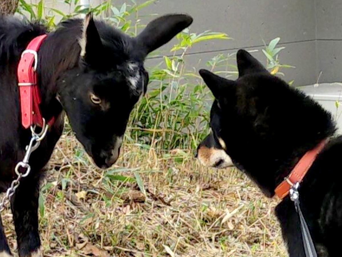 『お互いを同族だと思ってそう』黒いヤギと黒い柴犬が出会った結果→まるで『兄弟のような光景』が106万表示「そっくりｗｗ」「親戚感ある」