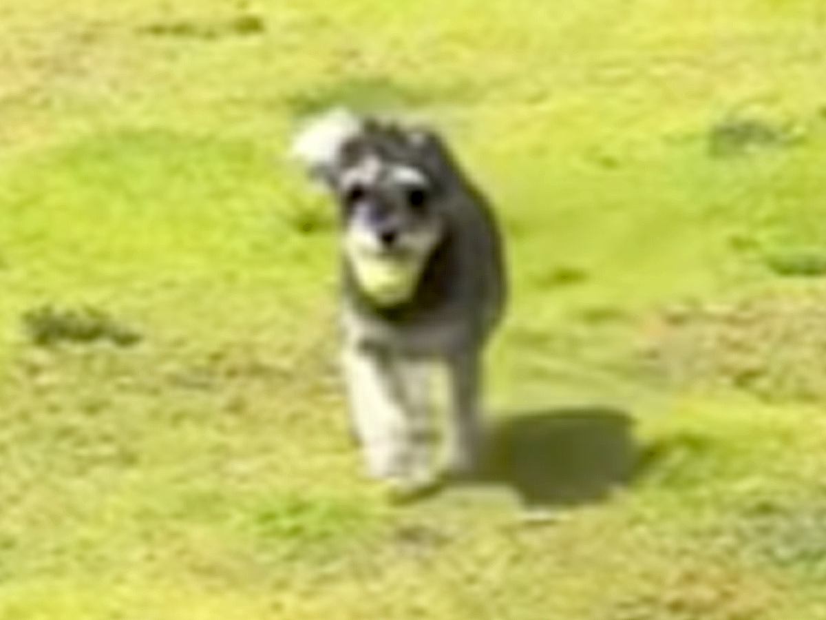 庭でボール遊びをしている犬→部屋に戻って遊ぼうとしたら…直後に起きた『まさかのハプニング』に「可愛すぎて吹いた」「表情わろたｗｗ」の声