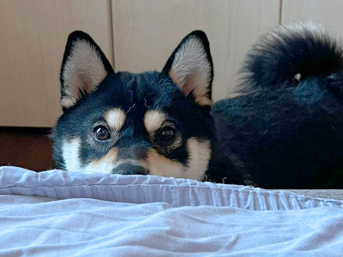 体調を崩してベッドでダウン→1時間ごとに犬が…優しさに溢れた『まさかの行動』に1万いいね「犬って最高」「心配してる…素敵」と称賛の声