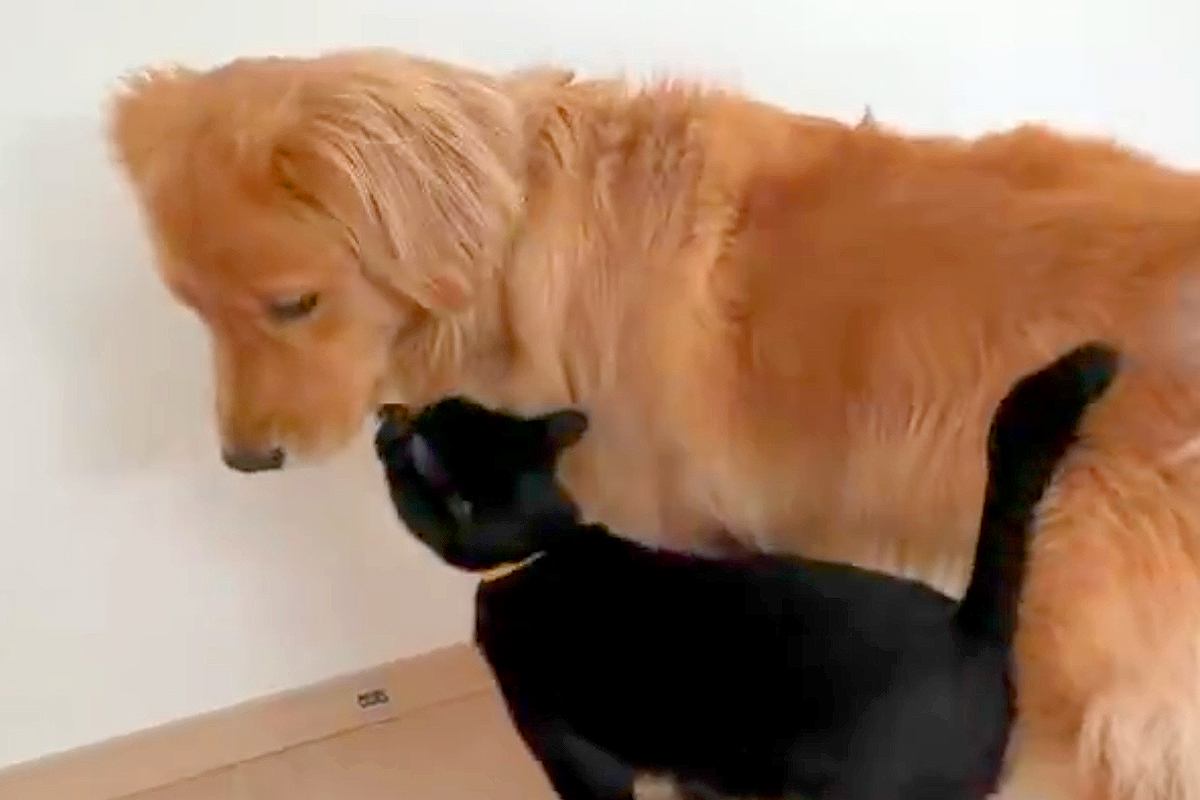 猫に遊びに誘われた大型犬→嬉しさが隠しきれなくて…思わずニヤけてしまう『尊い光景』が96万表示「幸せ伝わってくる」「可愛すぎ」と悶絶