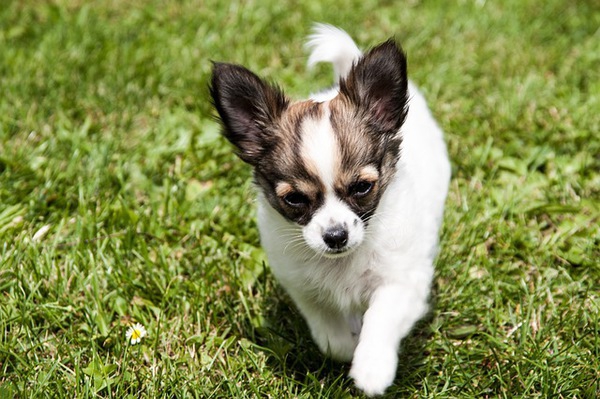 チワワと相性のいい犬種と多頭飼いについて