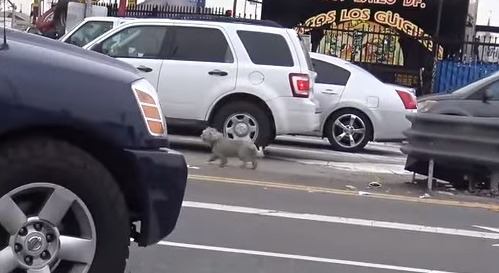 追うと道路に飛び出してしまう犬！手に汗にぎる保護活動