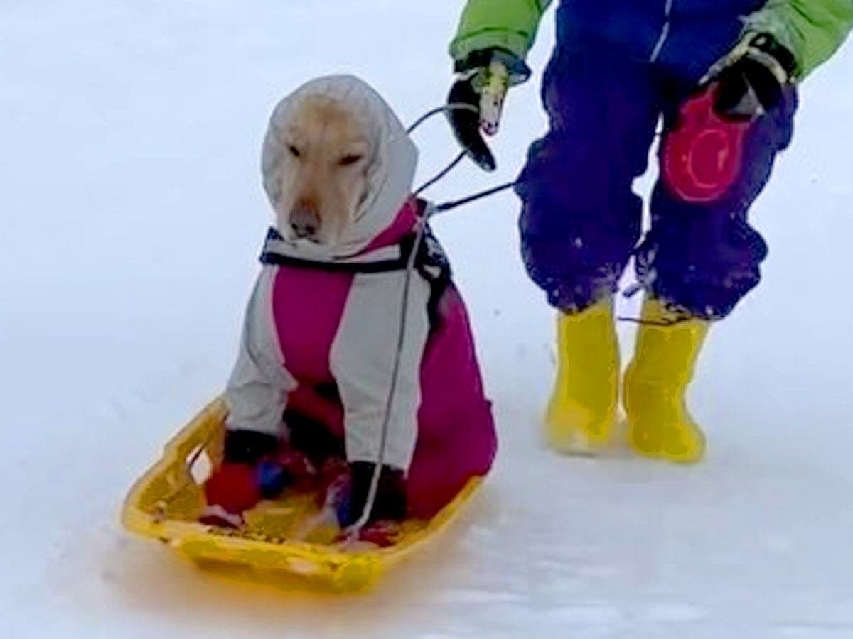 スキー場で遊び疲れたら、大型犬が…思っていたのと違う『犬ぞりをする光景』が面白すぎると129万再生「シュールで草」「顔が最高ｗ」と絶賛