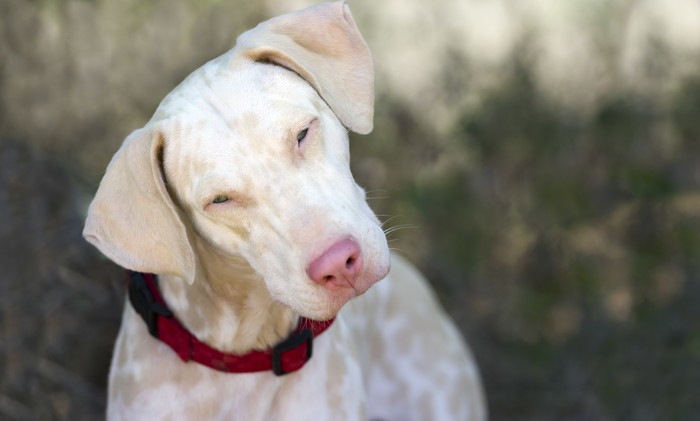 アルビノの犬とは？特徴や飼育上の注意点