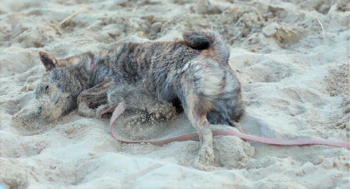 【話題】愛犬を海に連れて行ったら『きなこもち』に変身を遂げた件