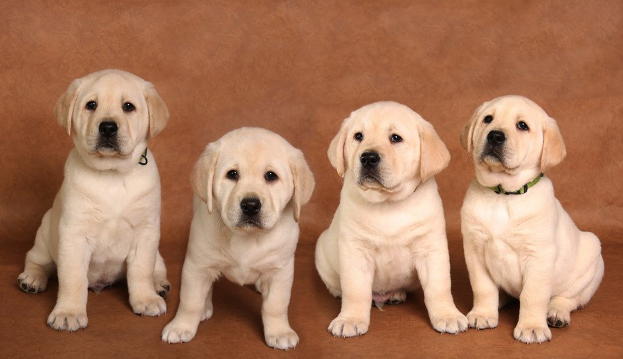 介助犬養成のためにアメリカの大学でスタートした「子犬の幼稚園」