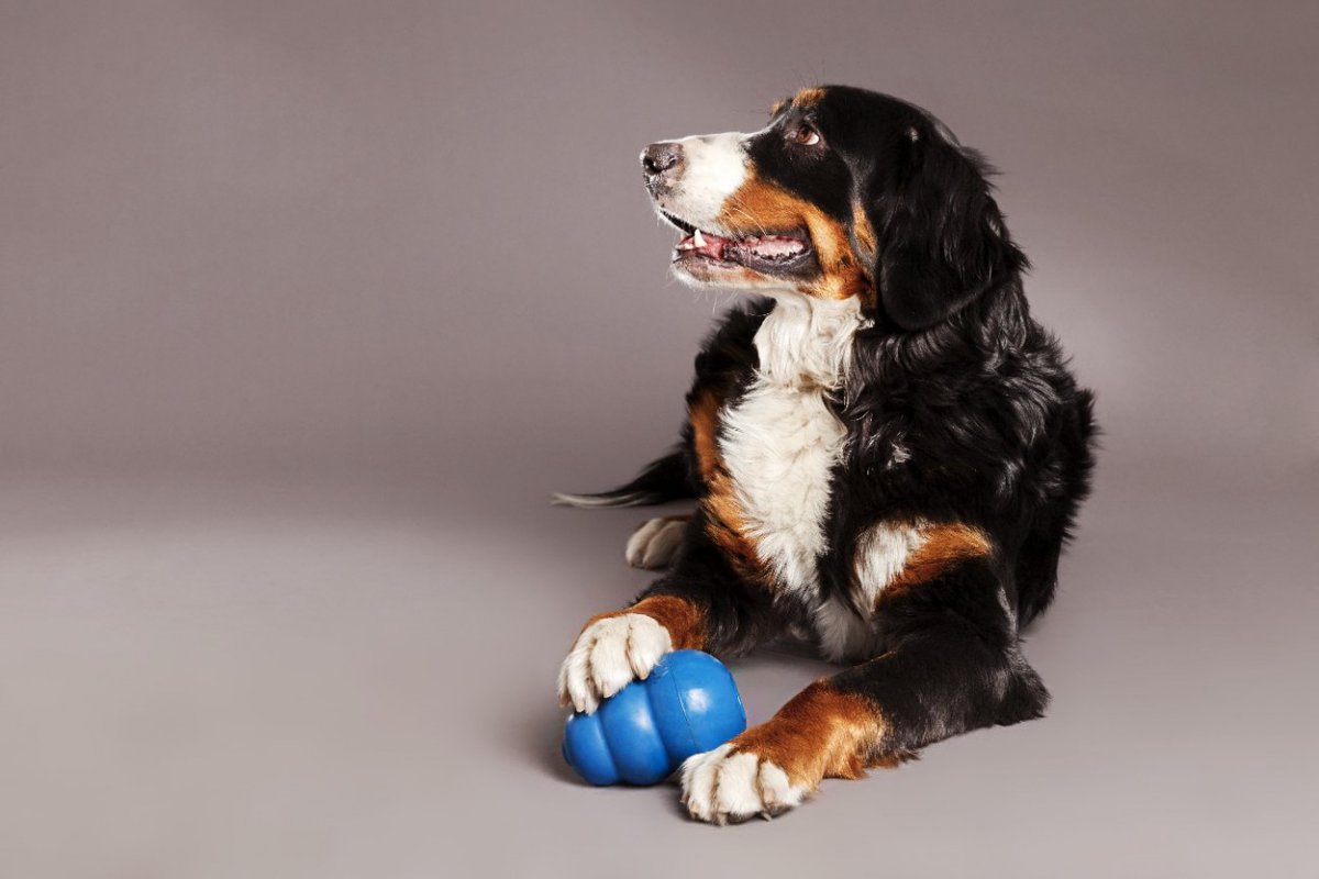 犬の噛み噛み行動全般に関するリサーチ結果