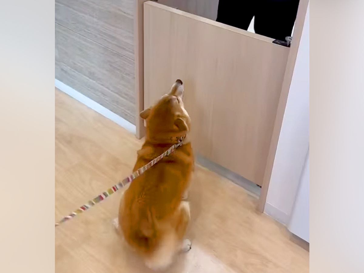 『大好きな動物病院のお姉さん』に名前を呼ばれた犬→大興奮して…家族でさえ見たことがない『尊すぎる表情』が237万再生「可愛いｗ」と絶賛