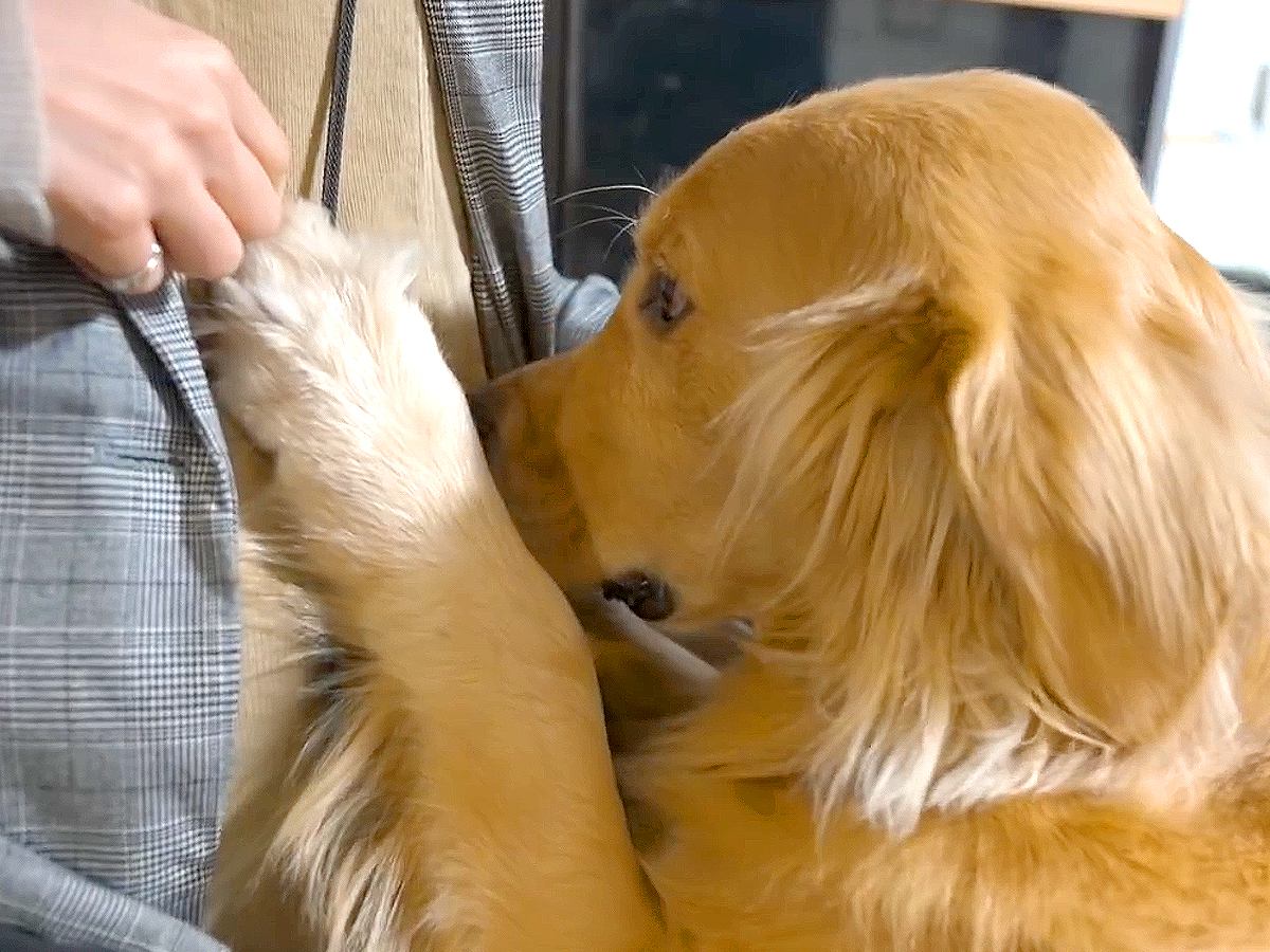 他の犬に会ってきたら、家にいた大型犬が…厳しすぎる『浮気チェック』をする光景が44万再生「なんて可愛いの」「愛を感じるｗ」と絶賛