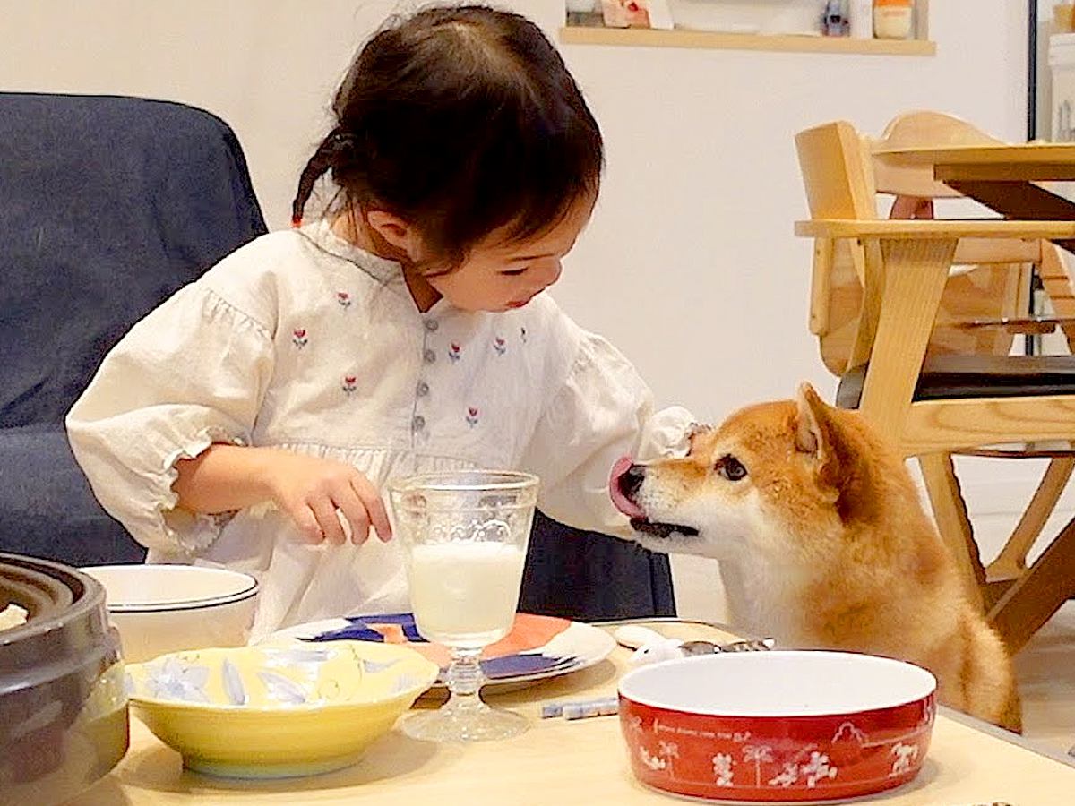 4歳の女の子が『犬と一緒にご飯を食べた』結果…優しさ溢れる『食卓でのやり取り』が尊すぎると62万再生「幸せがダダ漏れ」「羨ましい」