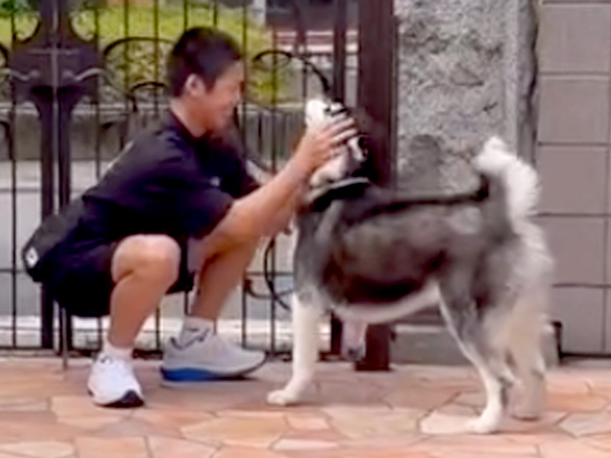 離れて暮らす息子が帰省→相思相愛なハスキー犬と再会したら…愛に溢れた『想定以上の熱烈歓迎』が10万再生「可愛すぎる兄弟」「素敵」と絶賛