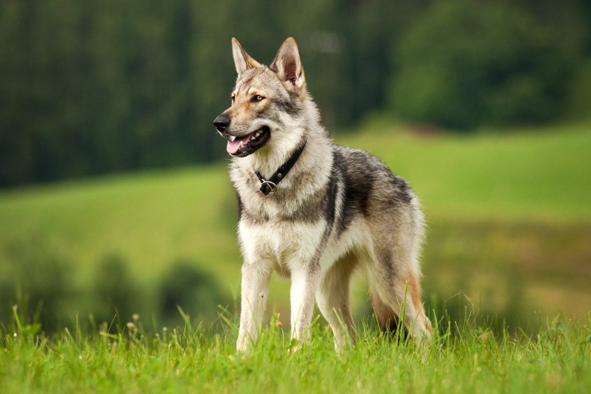 日本では滅多に見かけることができない『珍しい犬種』４つ　国内で暮らしている頭数や特徴、原産国までご紹介