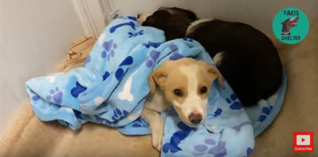 大きな樽の底で雨に打たれていた子犬。子犬仲間と一緒に回復！