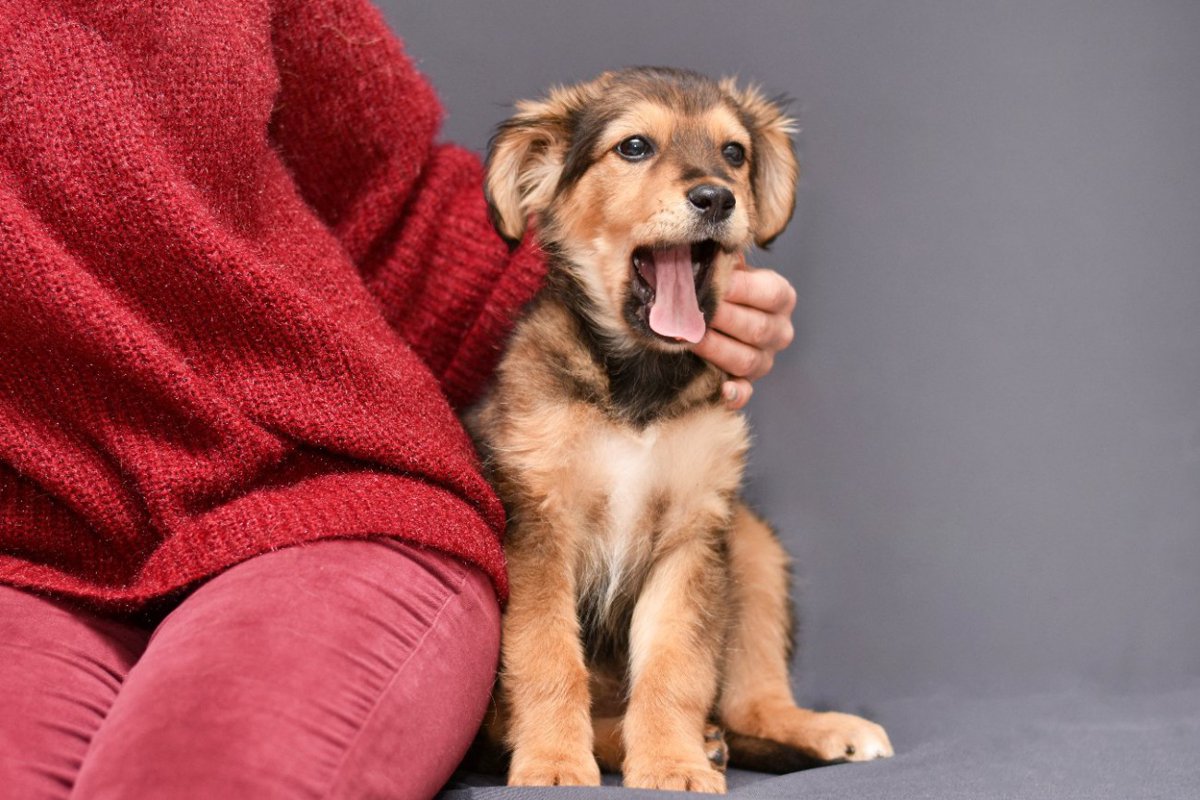 犬が飼い主を『鬱陶しい』と思っているときにする行動5つ　ウザいと思われないためにすべきこととは？