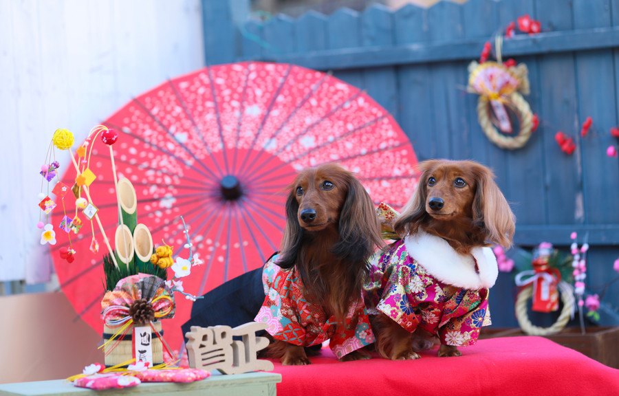 犬は『おもち』を食べても大丈夫？中毒になったりはしないの？