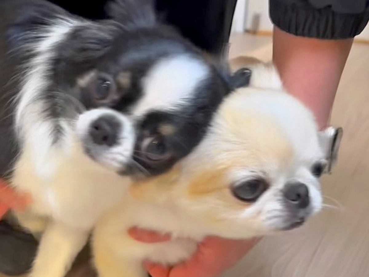 家に帰ったら、ドアの前で2匹の小型犬が『熱烈大歓迎』→嬉しくなりすぎて…まさかの様子に反響「微笑ましい」「おもしろ可愛いｗ」