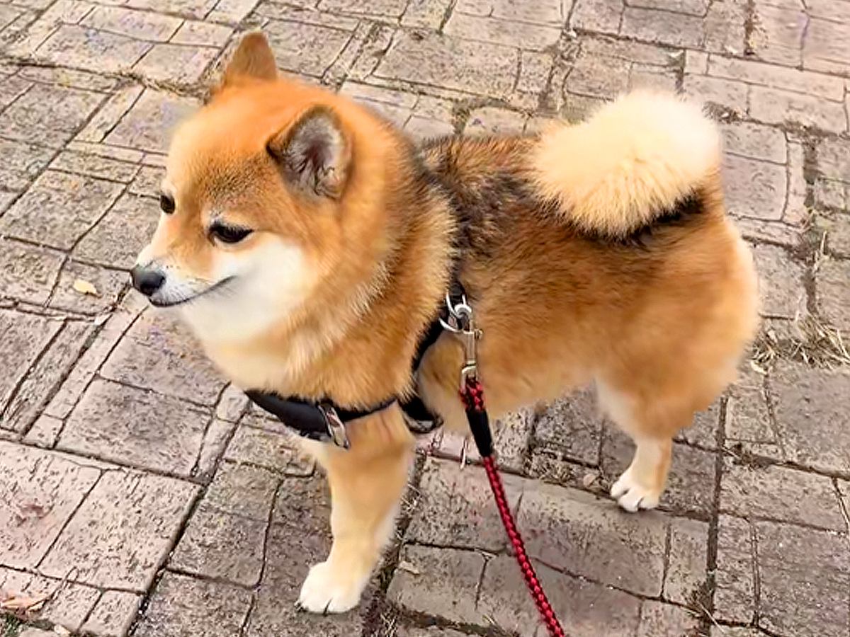 散歩中、突然威嚇しだした犬→視線の先を見てみると…絶対に勝てない『まさかの相手』が71万再生「鳴き声がポケモンｗｗｗ」「怒ってて可愛い」