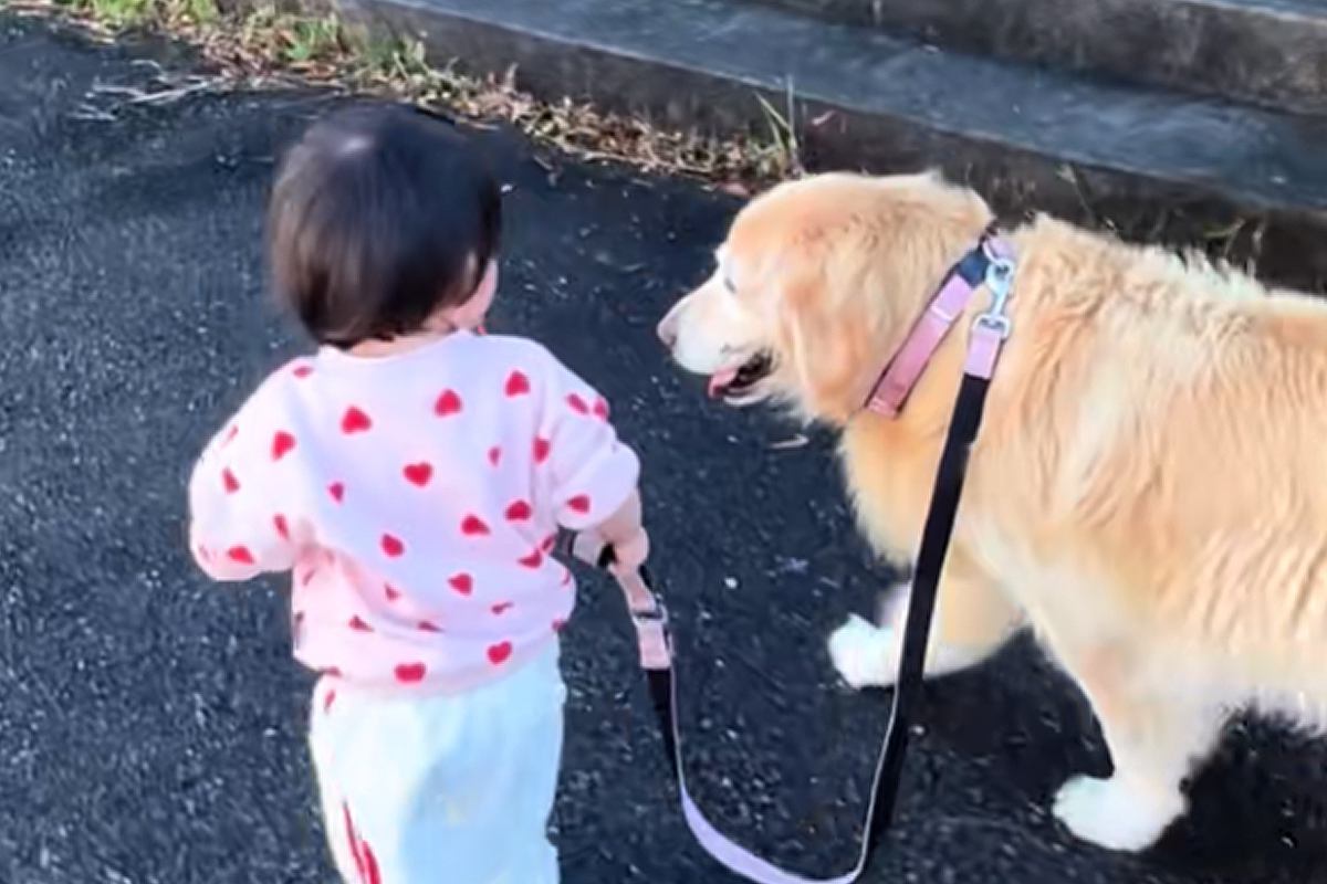1歳の女の子が大型犬のお散歩に挑戦→『引っ張られるかな』と思いきや…優しすぎる『100点満点の対応』に反響「なんか泣ける」「賢すぎる」