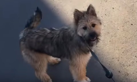 犬好きのあまりに鏡の自分にテンションが上がる可愛いワンちゃん