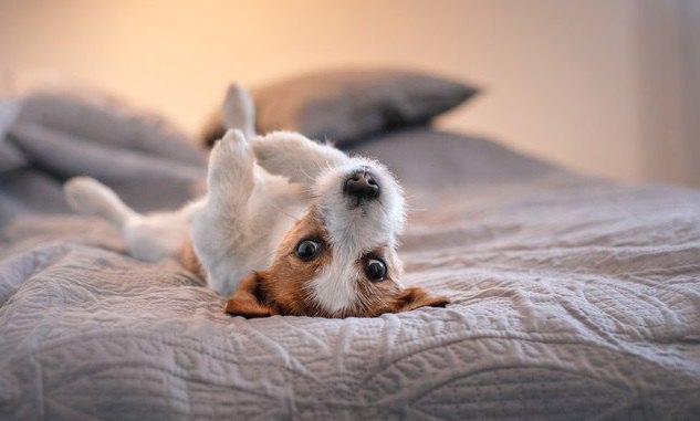 犬が急に態度を変える心理５選！冷たくなったり甘えてきたりするのはなぜ？