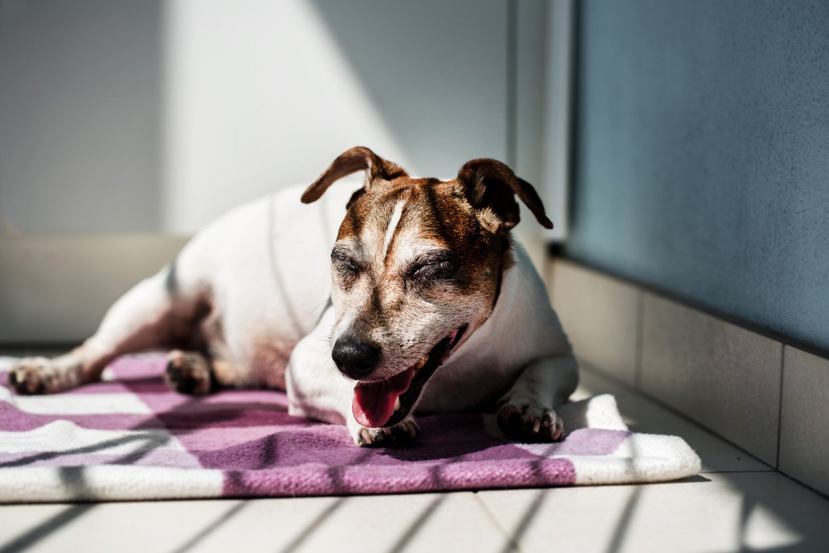 犬の『呼吸が普段と違う』考えられる理由5つ　危険な症状を判断する方法まで