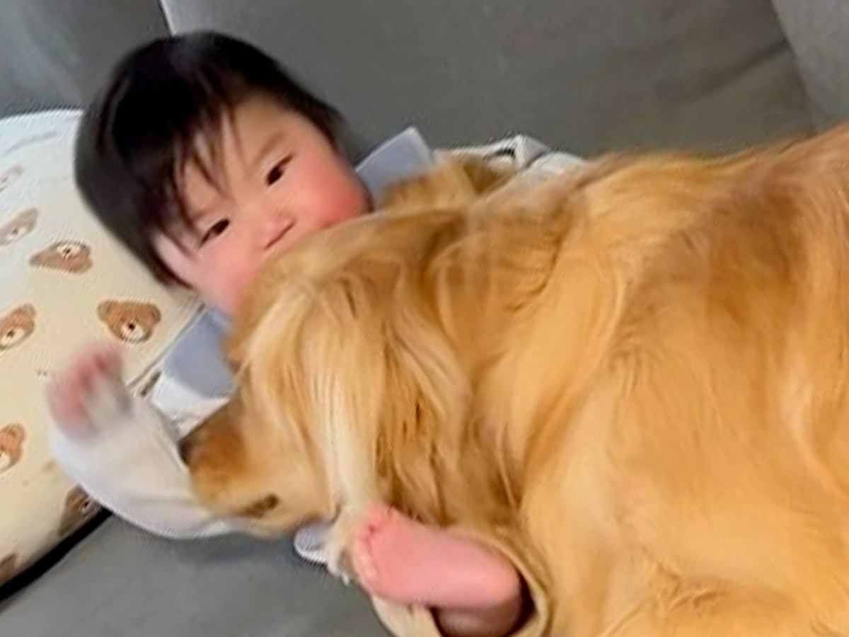 赤ちゃんと大型犬を『１ヶ月間隠し撮りした』結果…驚くほど『密着レベルが高い光景』に思わずホッコリすると9万再生