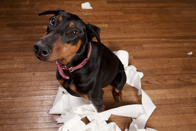 犬にトイレトレーニングは必要なの？