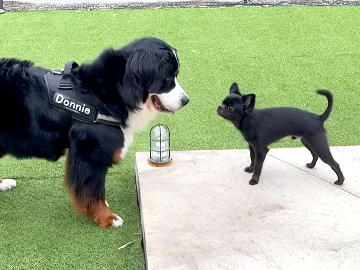 友人の家に大型犬を連れていくと、黒くて小さい犬がいて…見た目の違いと裏腹な『まさかの光景』に爆笑「自分の大きさわかってないのかも」