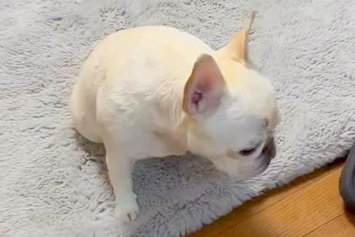 通りすがりの子供に『妖怪みたい』と言われてしまった犬→温厚な息子が追いかけて…立派すぎる一言に称賛「素敵すぎる」「泣いた」と328万再生