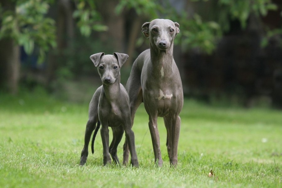 ポーカーフェイスな犬種４選