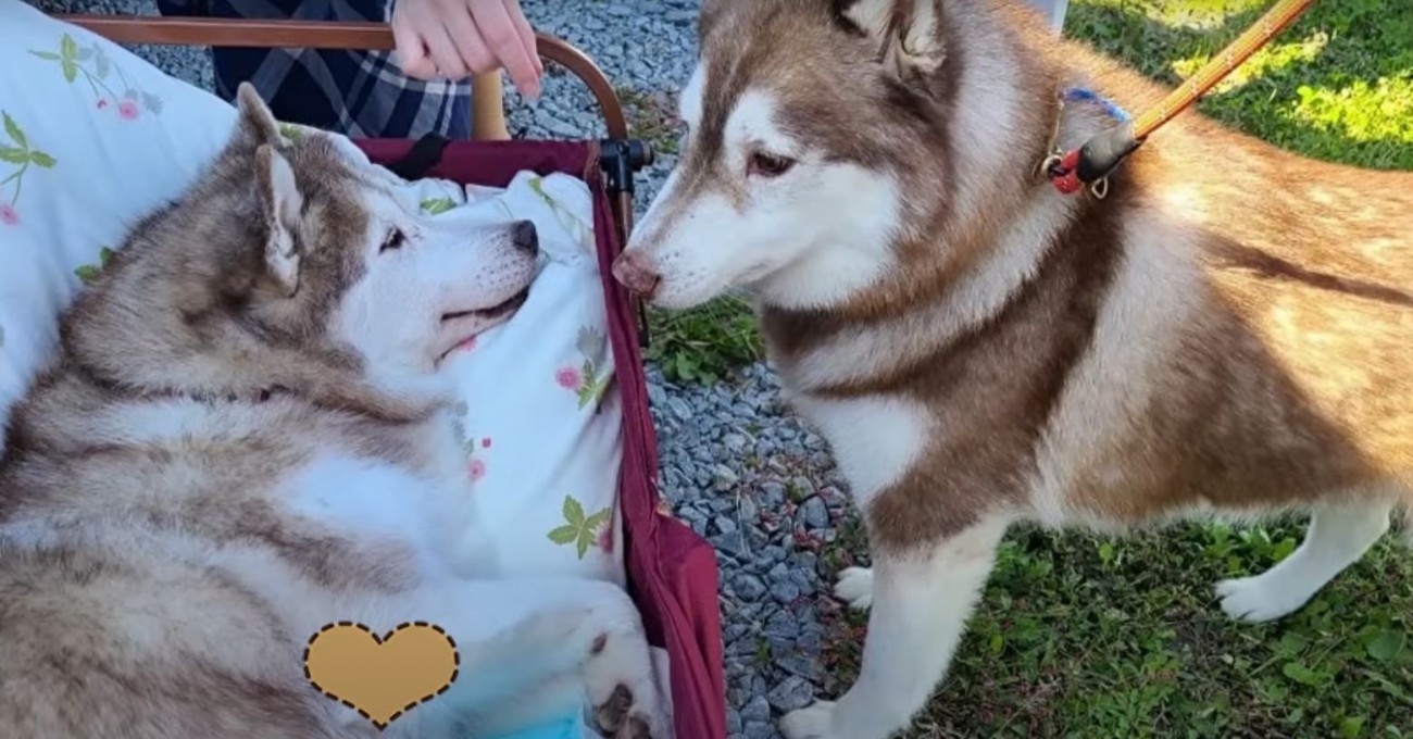 寝たきりの母犬…10年ぶりに再会した我が子たちを見守る表情に「涙が止まらない」「母犬はずっと母なんですね」