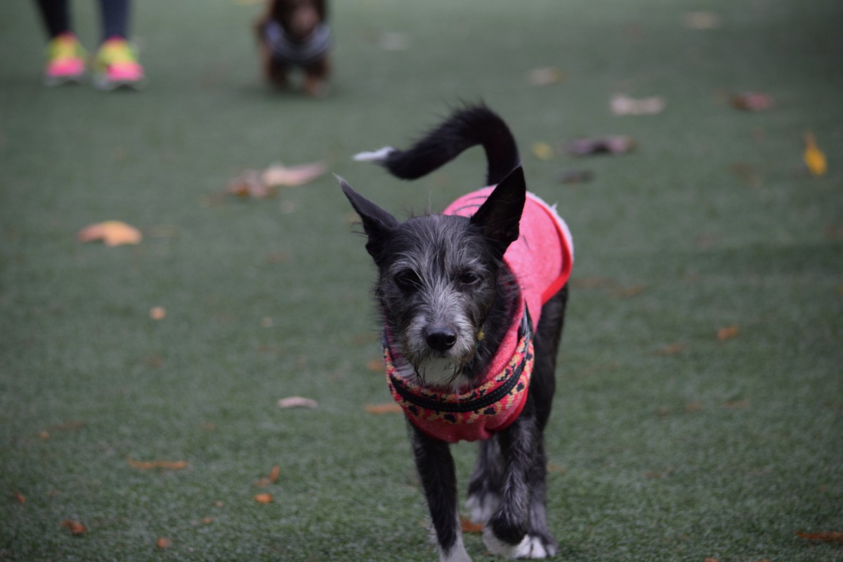 愛犬が脱走!? 迷子札付けてますか？