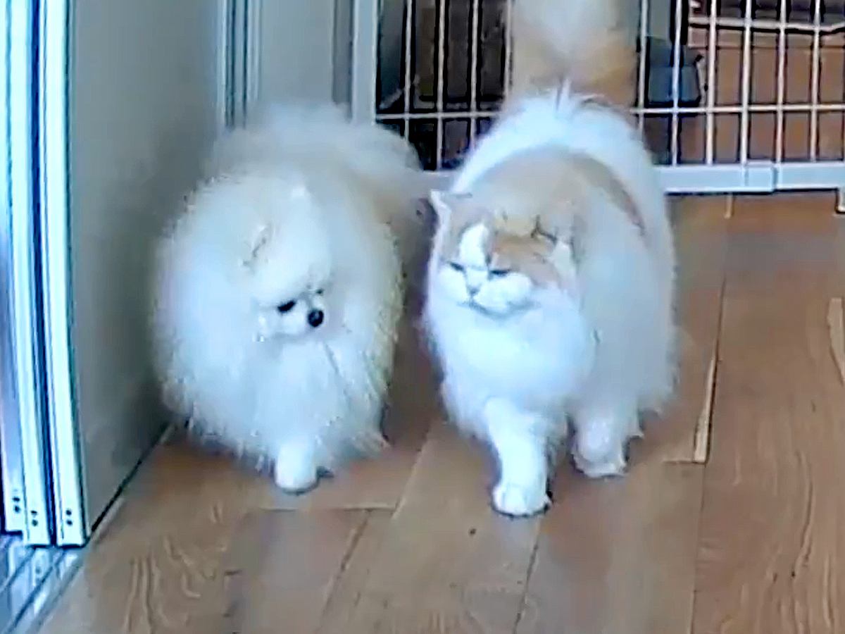 部屋に設置したカメラを覗いた結果→犬と猫が一緒に…種族を超えた『尊すぎる光景』に9万いいねの反響「天国みたい」「キュン死案件」と悶絶