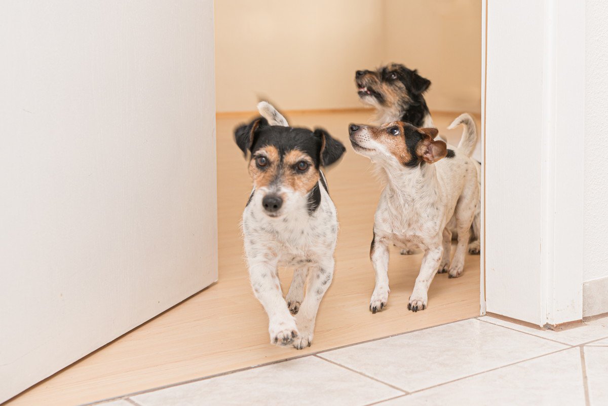 犬が『部屋で大騒ぎする』理由5つ　愛犬の興奮を抑えるために飼い主ができることまで