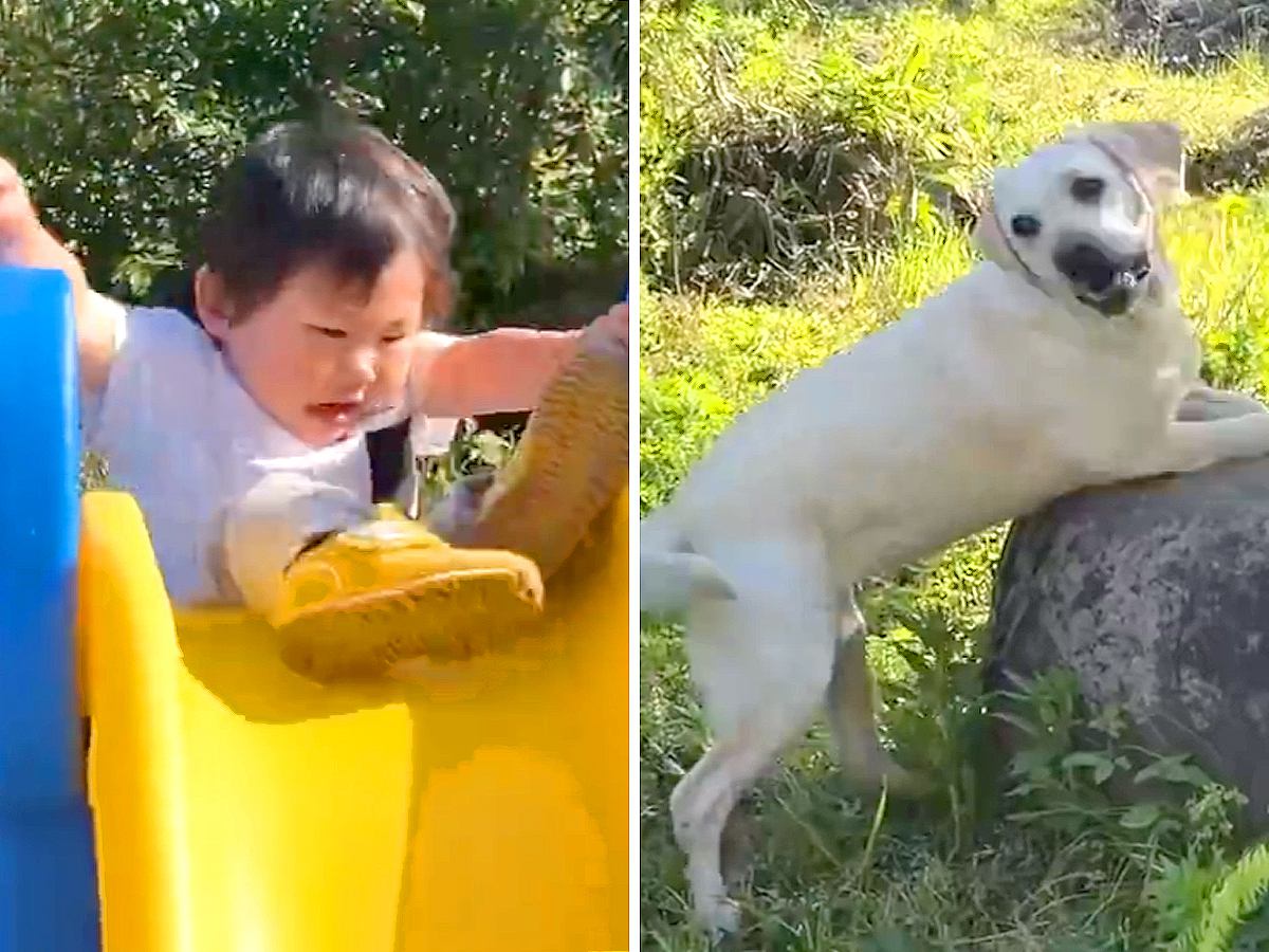 1歳の女の子が滑り台から落ちそうになったら、大型犬が…カッコよすぎる『まさかの行動』が39万再生「すぐに助けようとしてる」「優しすぎ」