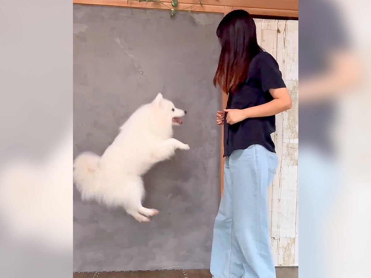 犬の前でジャンプをしたら…まさかの完全コピー！1200万再生された『天才的な真似っこ』が一心同体すぎると絶賛「わたしより賢い」「素敵」