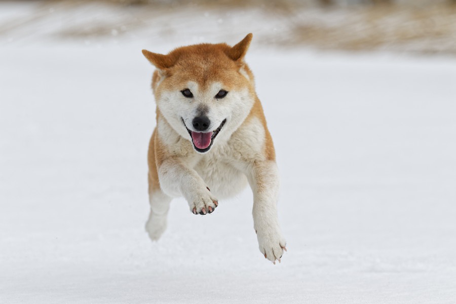 なぜ雪が大好きな犬と苦手な犬がいるの？