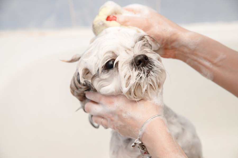 犬のシャンプーの選び方のポイント３つ！気を付けたい注意点まで