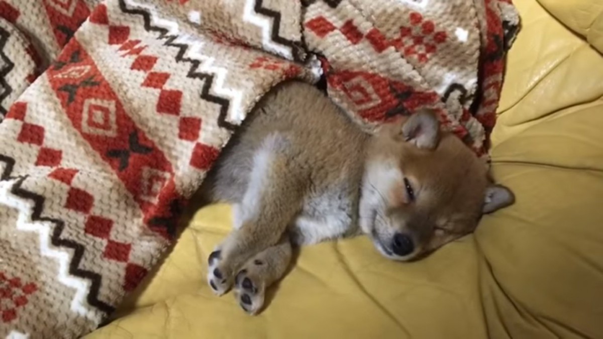 よちよち歩きで大好きな飼い主さんを迎えて大興奮な柴犬ベビー