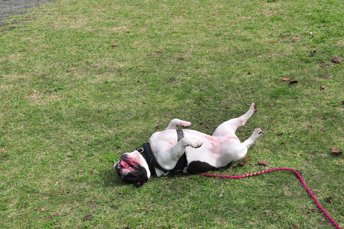 犬が床や地面に『ゴロスリ』する心理3つ　不思議な行動の意味や止めてほしい場合の対処法まで