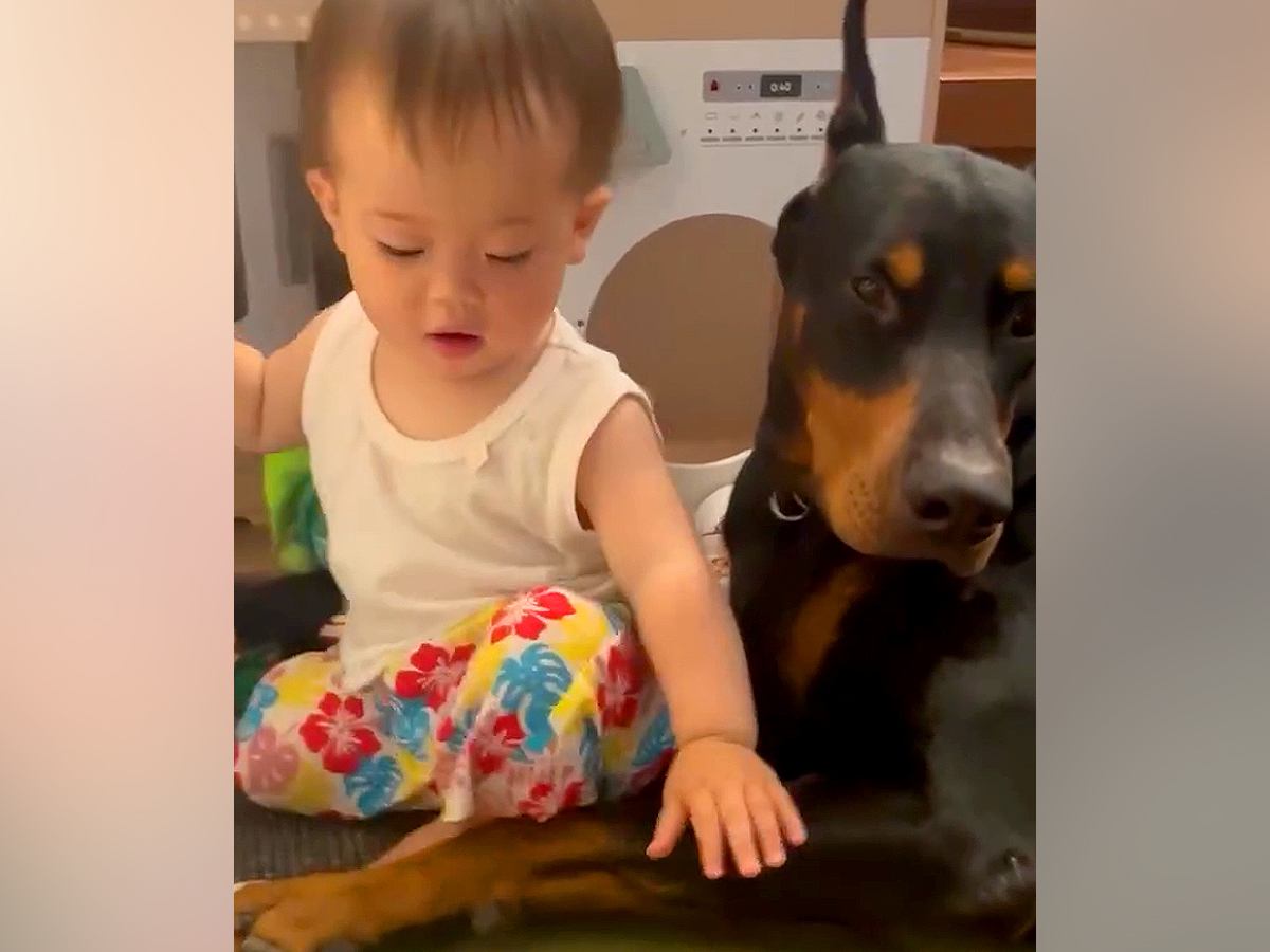 疲れていても赤ちゃんを見守る大型犬→ふと同居犬を見てみると…あまりにも差がある『まさかの光景』が27万再生「最高すぎｗｗ」「白目で草」