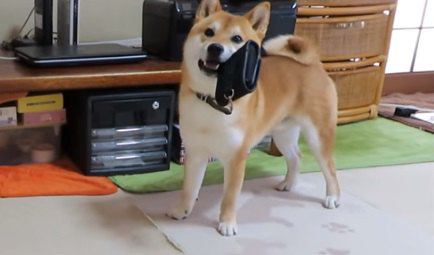 柴犬ちゃんのあざと可愛いイタズラっぷり