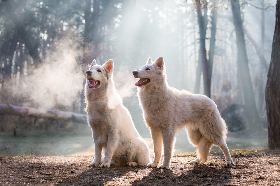 過去の記憶？犬は捕食動物の匂いを生まれつき嗅ぎ分けられる【研究結果】