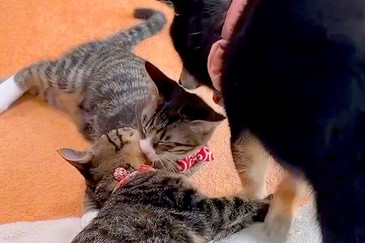なかなか寝ない2匹の子猫→なぜか犬が『本当の母親』のように…あまりにも尊い『寝かしつけ』が19万再生「種を超えた愛情」「可愛いが大渋滞」
