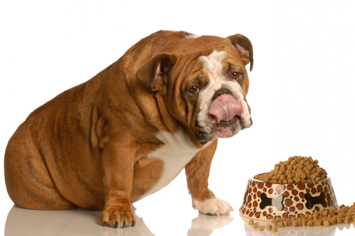 愛犬がしていたらやめさせるべき『ご飯の食べ方』5選！体調不良を招いてしまうことも…解決する対策とは？