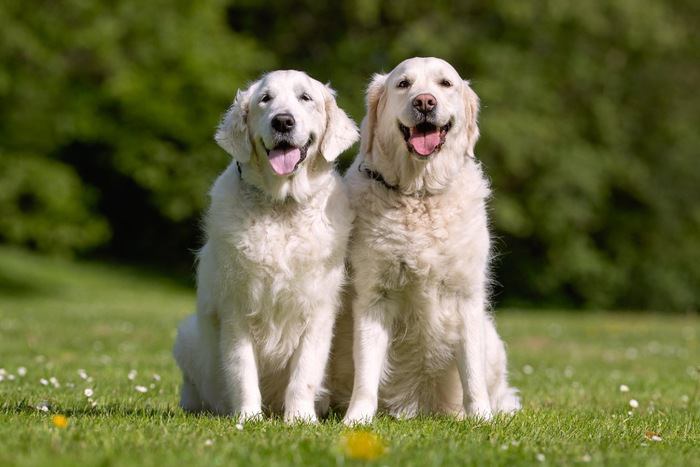 犬の白っぽい毛色の起源は遥か昔に絶滅した種だった【研究結果】